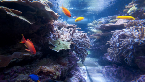 Poissons dans un aquarium de type récif de corail